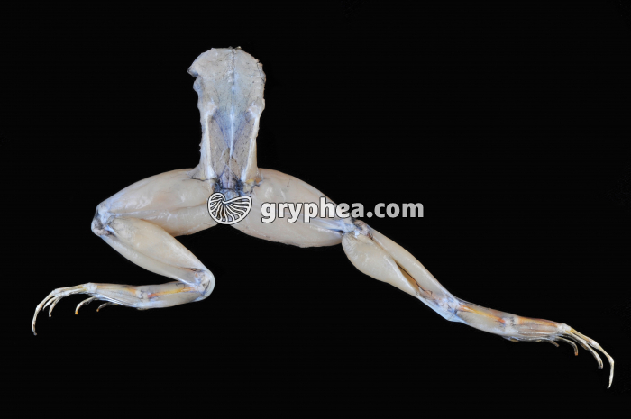 Flexion-extension membre postérieur - gryphea.org